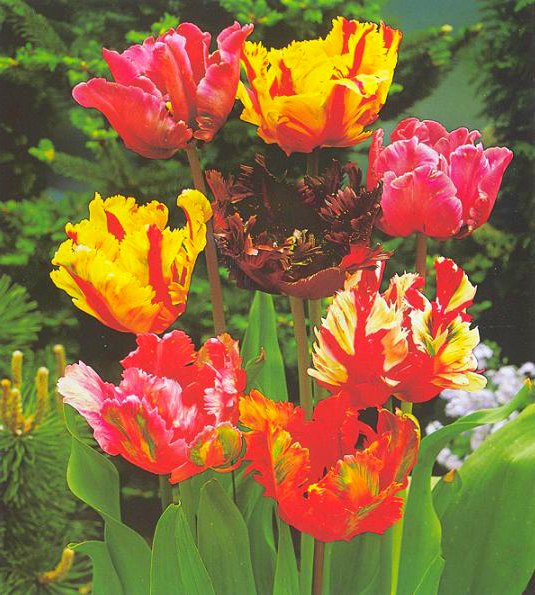Попугайные тюльпаны: экзотические сорта привычного цветка