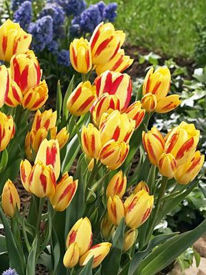 Многоцветковые тюльпаны: капризное чудо для весенней клумбы